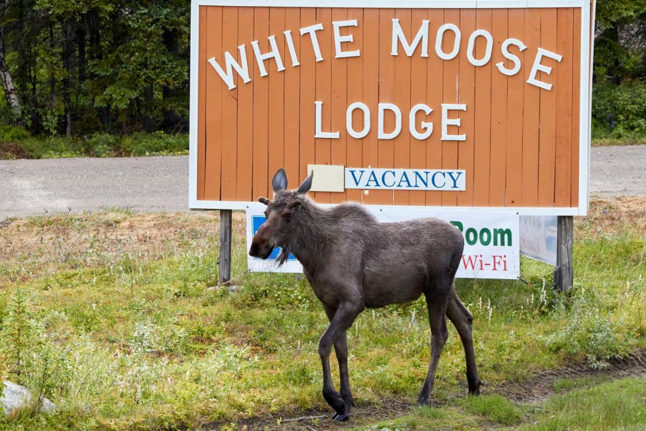 White Moose Lodge Healy Bagian luar foto